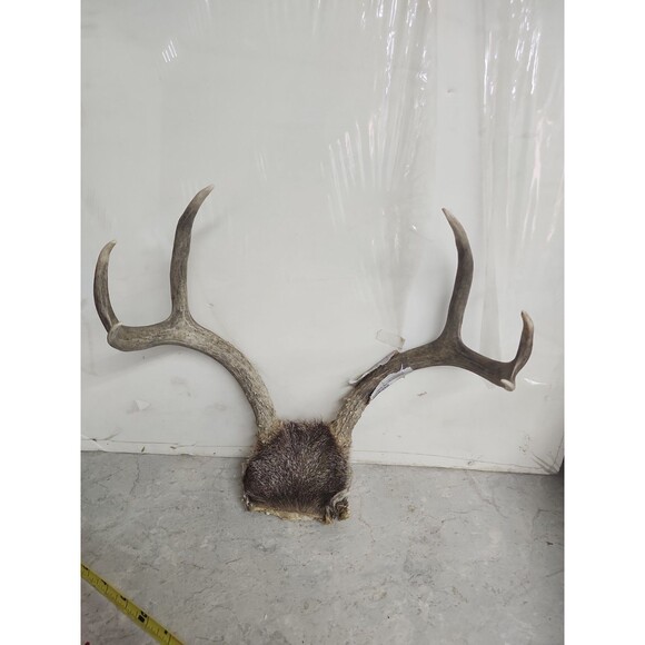 Unbranded Other - Deer Rack antler Pair With Skull Cap 6 Point